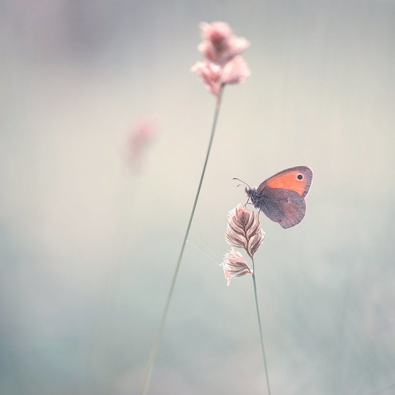 butterfly,butterflies,nature,fairy,light,bokeh,beautiful,wild,wildlife,insects,macro,close up, Butterflyphoto preview