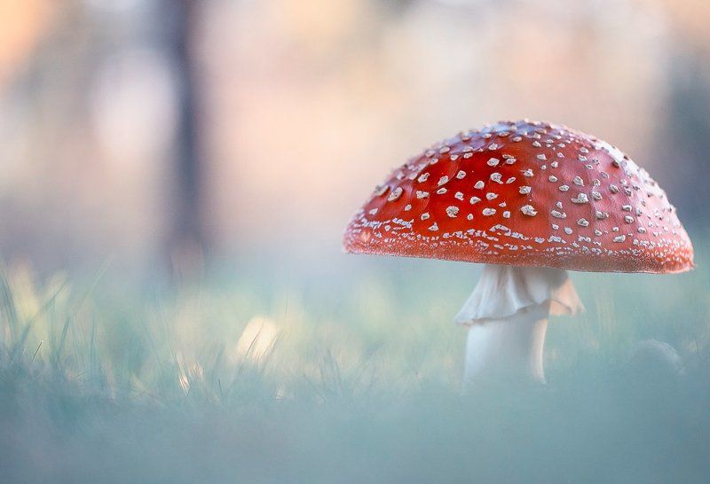 amanita muscaria,mushrooms,mushroom,poison,fairy,light,bokeh,beautiful,nature,macro,close up,fairy tale,wild,wildlife, Amanita muscariaphoto preview