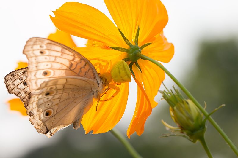 Predator and prayphoto preview