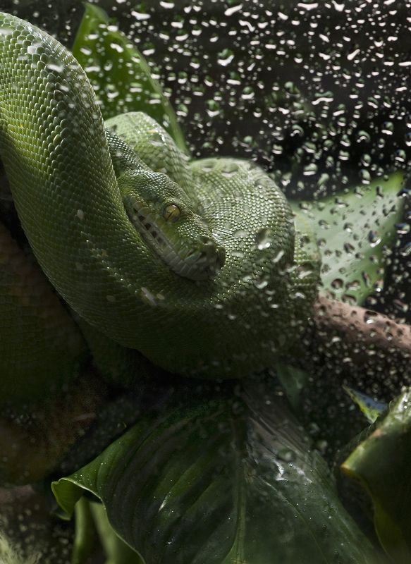 python vert фото превью