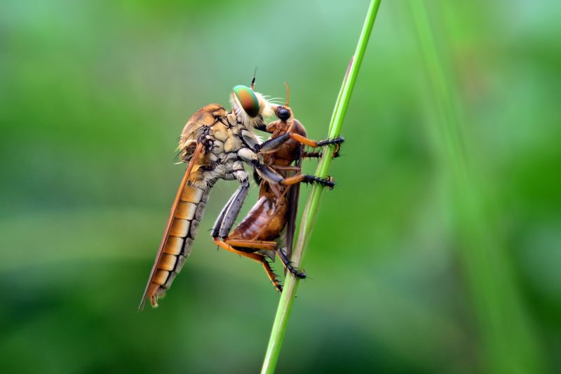 #macro #animal # robberfly #eat Big Mealphoto preview