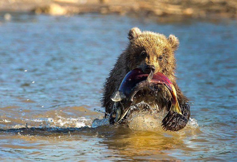 Камчатка, медведи Мама!!! Поймалphoto preview