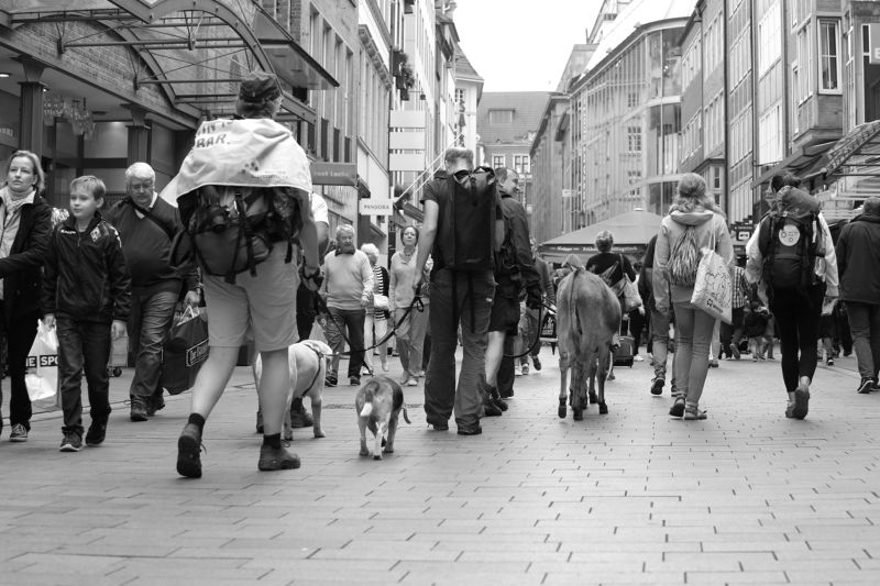 #bremen #music #dog #donkey #street #walking #people #niceday #lovely #town Bremen musikantenphoto preview