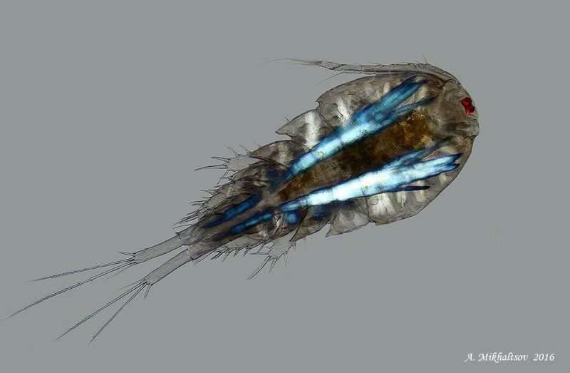 циклоп Просто Циклопphoto preview