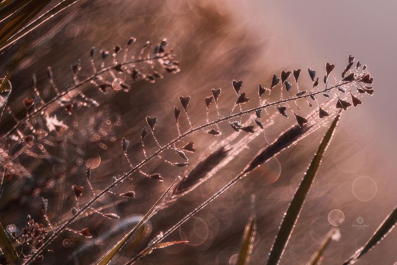 #macro, #nature, #trioplan waiting for springphoto preview