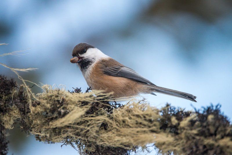 сероголовая гаичка, птица, алтай, 2017 Щелкунчик. (Сероголовая гаичка)photo preview