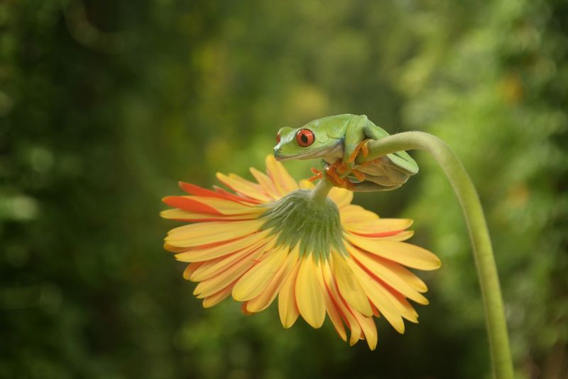 #frog #flower #macro #animal frog red eyephoto preview