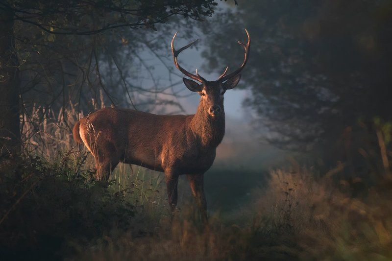 animals,nature,deer. Deerphoto preview