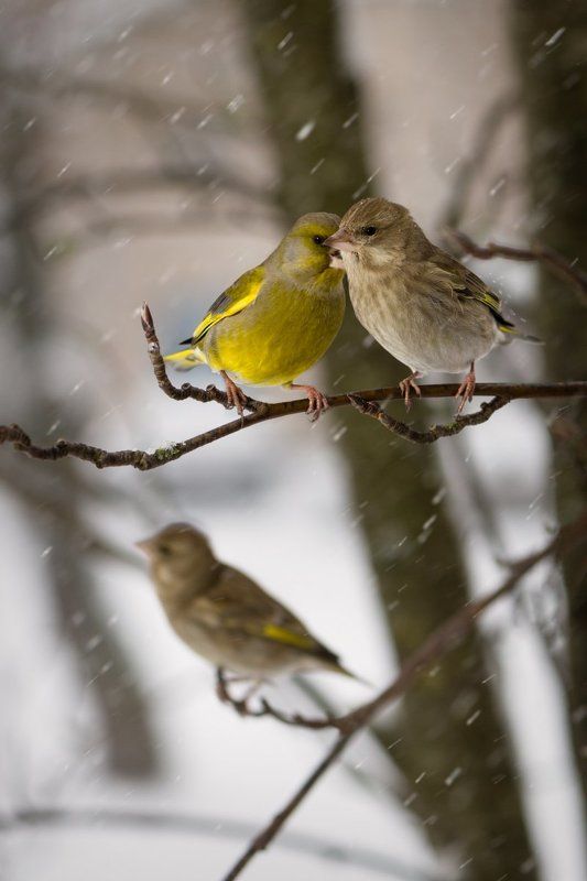 птицы, зима, зеленушка, снег, ветер, зимовка, природа Двоеphoto preview