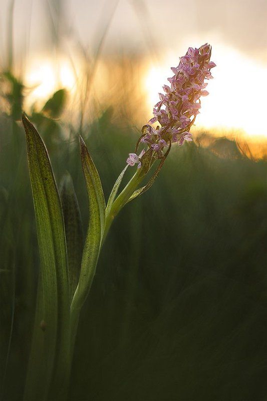 ятрышник, пятнистый Ятрышник пятнистыйphoto preview