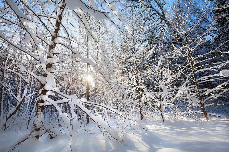 лес, зима, солнце, рождество, благодать, могилев, беларусь Рождественский Печерскphoto preview