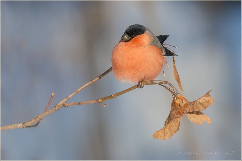 птицы, pyrrhula pyrrhula, природа, снегирь, самец, зима, январь, мороз, 2016, москва, куркино Алое яблочкоphoto preview