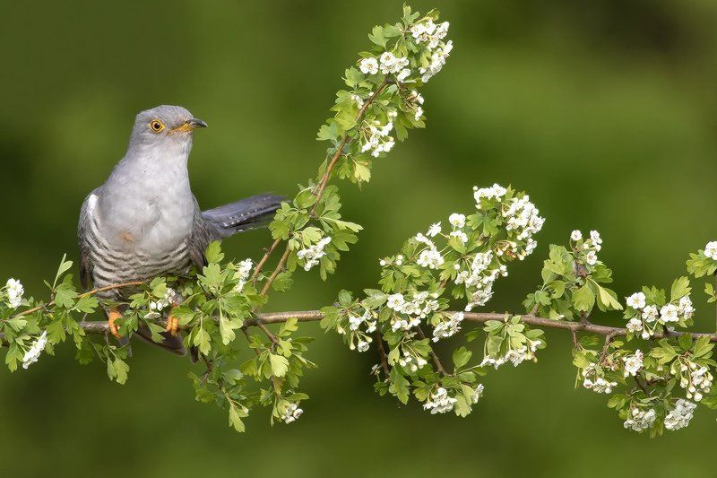 animals ,nature ,bird. Common Cuckoophoto preview