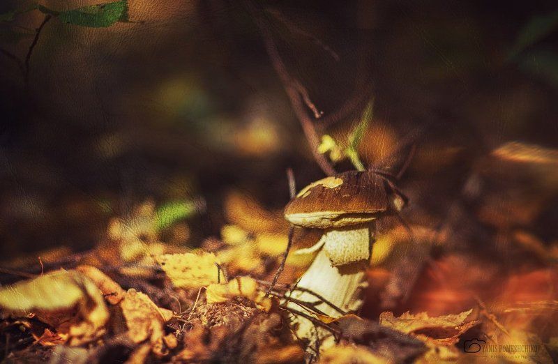 mushroom,nature,forest mushroom historyphoto preview