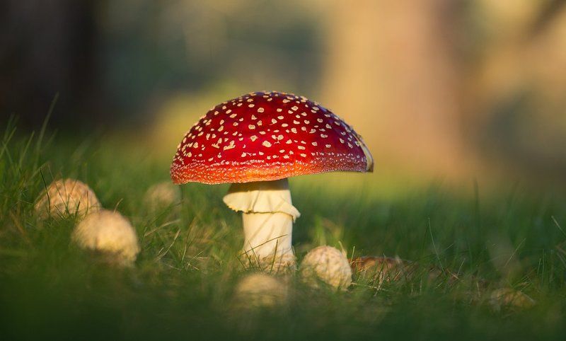 amanita muscaria,mushrooms,mushroom,poison,fairy,light,bokeh,beautiful,nature,macro,close up,fairy tale,wild,wildlife, Amanita muscariaphoto preview