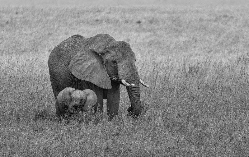 Pro слоновphoto preview