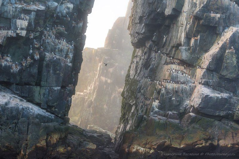 охотское море, дальний восток Птичий райphoto preview