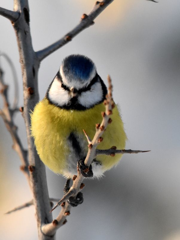 листопад Сказочный лесphoto preview