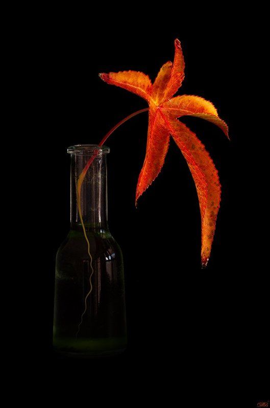 black, color, colors, color image, leaf, autumn, palette, orange, brown, still life, bottle, poetry, poetic, touch, Colours with Poetic Touchphoto preview