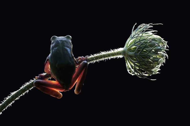 animal, nature, macro, frog, x-ray, reverse light, flower, x-rayphoto preview