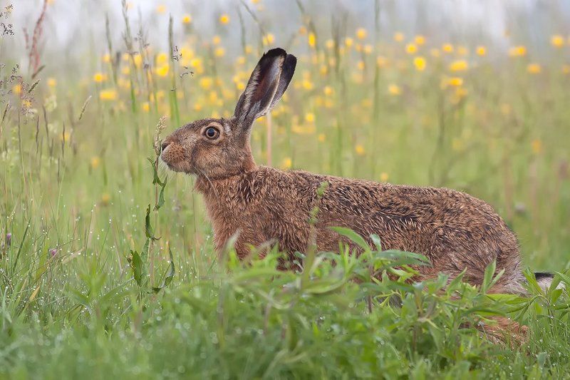 animals,nature,hare. Harephoto preview