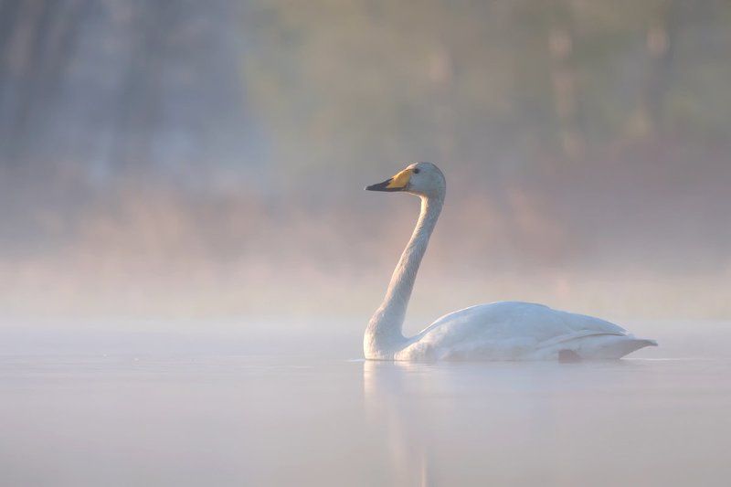 nature,animals,bird. Whooper Swanphoto preview