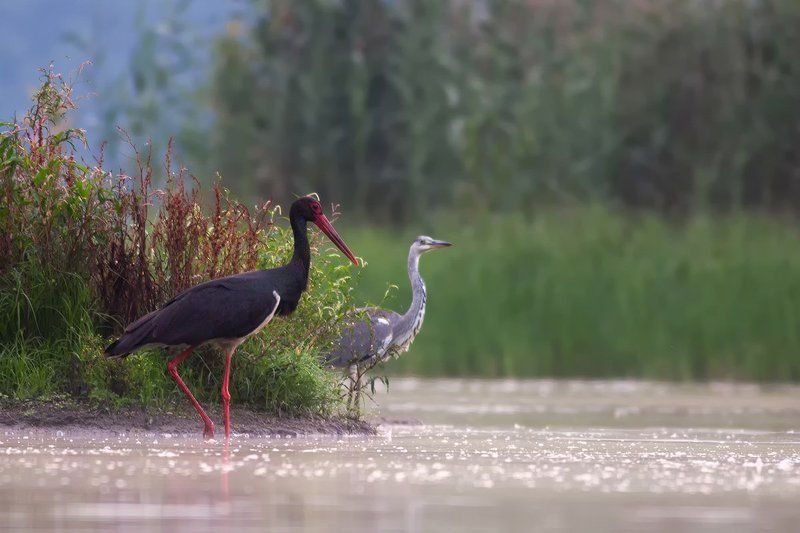 animals.nature,bird. Black Stork + Grey heronphoto preview