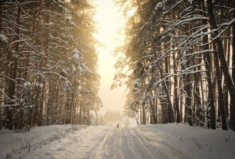 Зимняяphoto preview