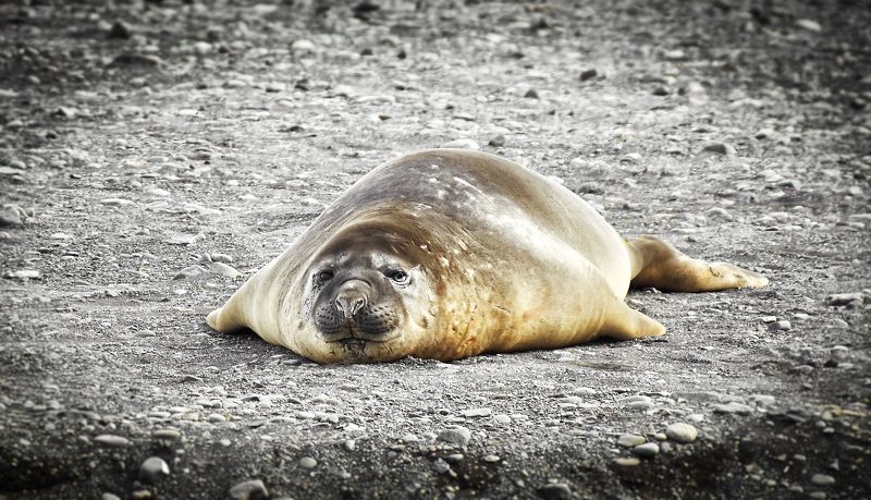 Антарктида, тюлень, морской слон, лежбище, юмор После новогодних праздниковphoto preview