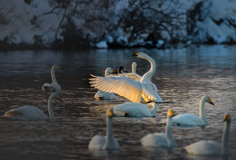 лебеди, солнце, алтай, зима, озеро Ловец солнцаphoto preview