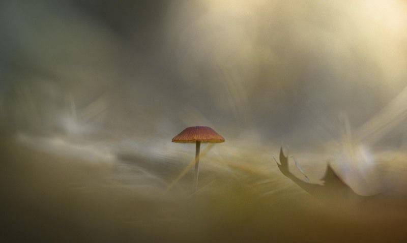 Гвоздикphoto preview