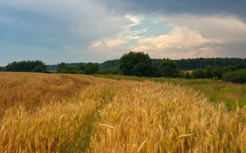 подмосковье, лето, тучи, поля, рожь Подмосковная летняяphoto preview