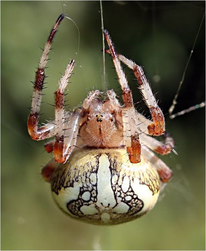 Канатоходец наоборотphoto preview