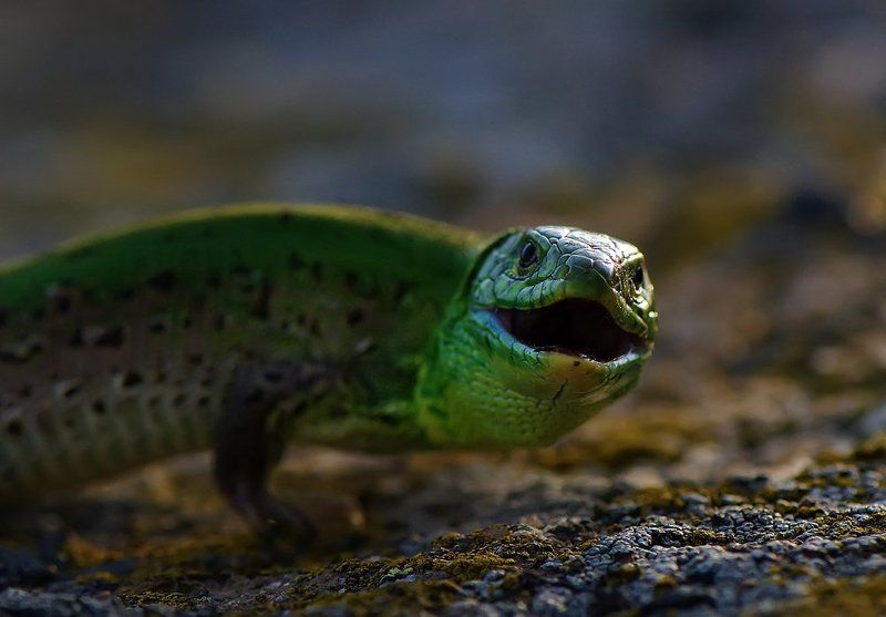 ящерица Батюшки!!!Кого я вижу!!!photo preview