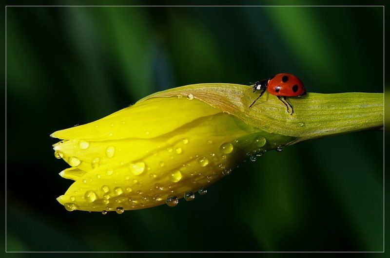 божья коровка,макро Тяжела ноша влюбленного...photo preview
