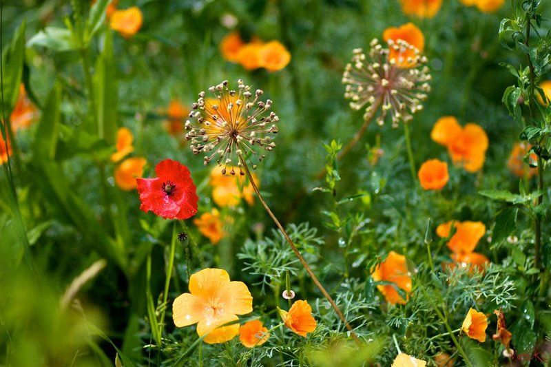 Летняя фото превью