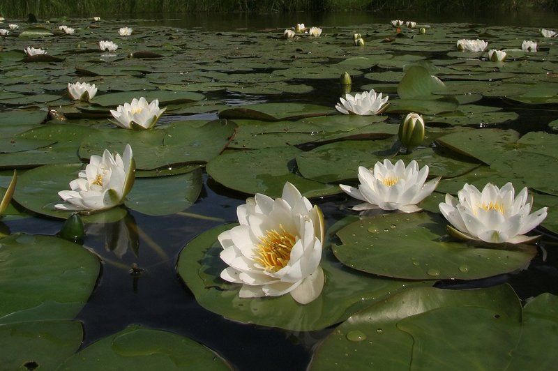 лето НИМФЕЯ(лилия белоснежная)photo preview