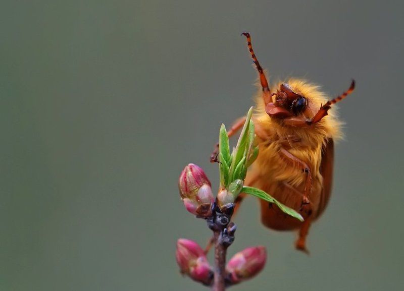 майский, жук Наши победили!!!photo preview