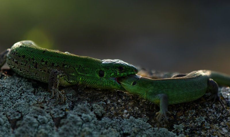 ящерица Визит к стоматологу...photo preview