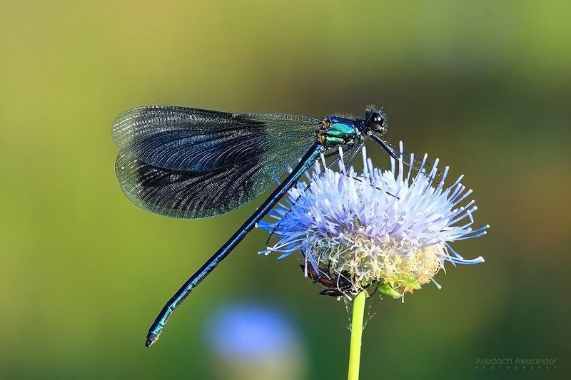 Мнимое свиданиеphoto preview