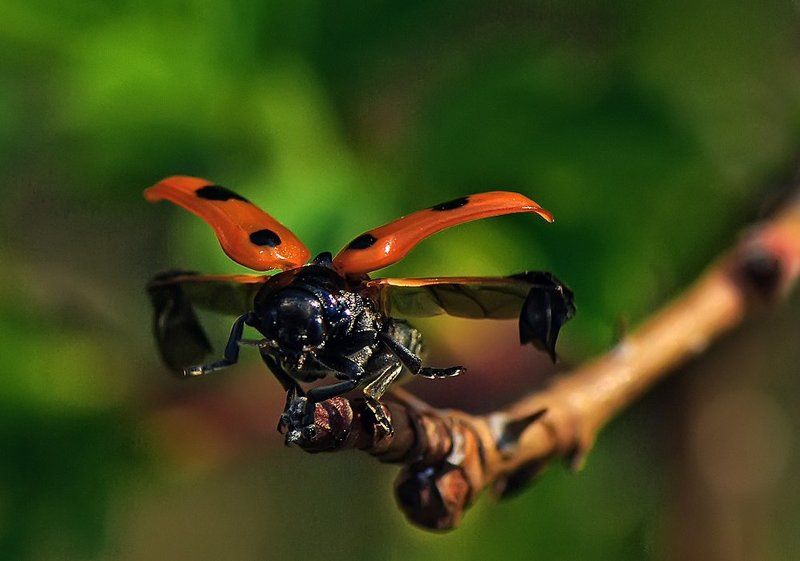 божья коровка,макро Душа танцует и поет,а сердце просится в полет...photo preview