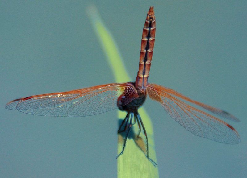 Гимнасткаphoto preview