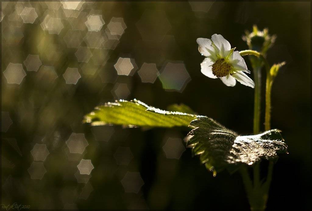 , Ростислав