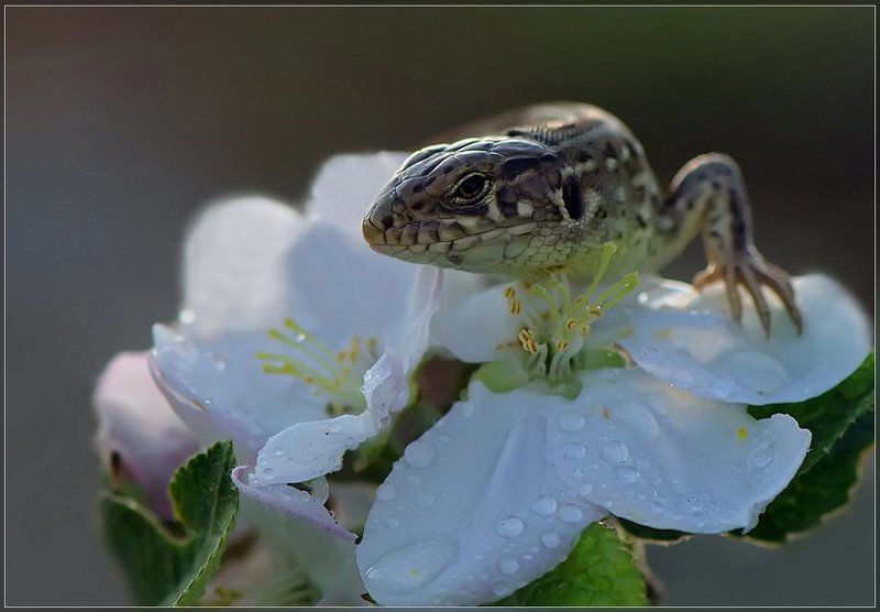 ящерица Портрет...photo preview