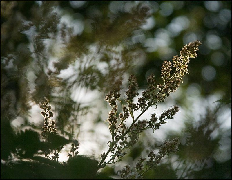 2010 ******photo preview