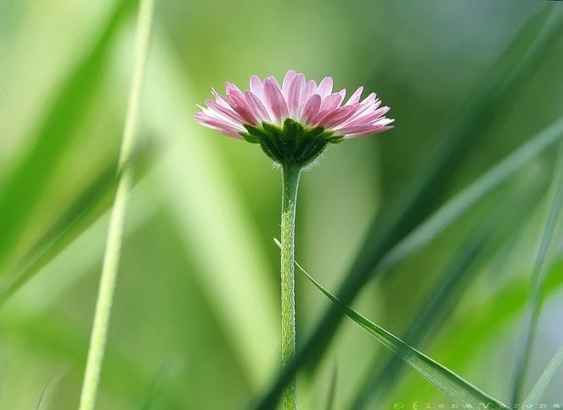 маргаритка, паук маргаритки фото превью