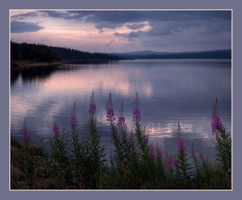 Как сиреневым туманом полыхает Иван-чай...photo preview