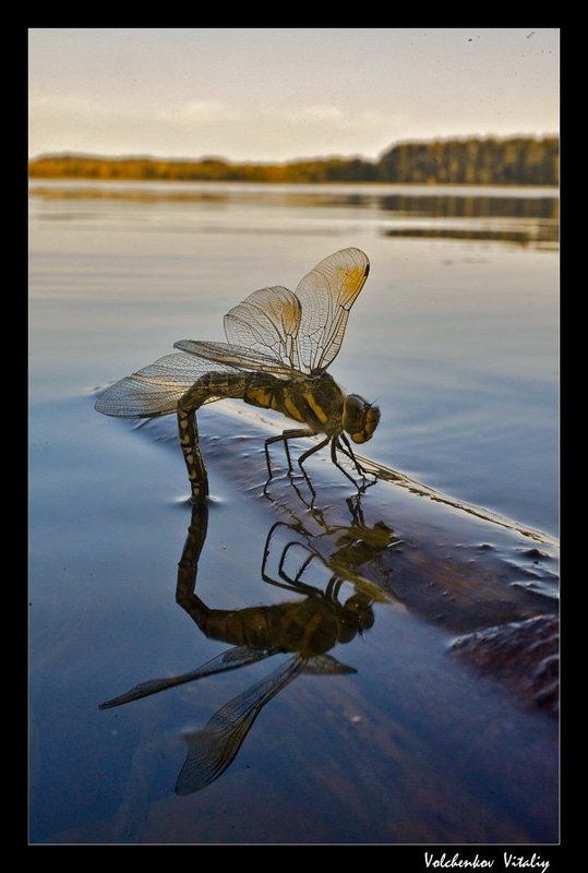 фото ***photo preview