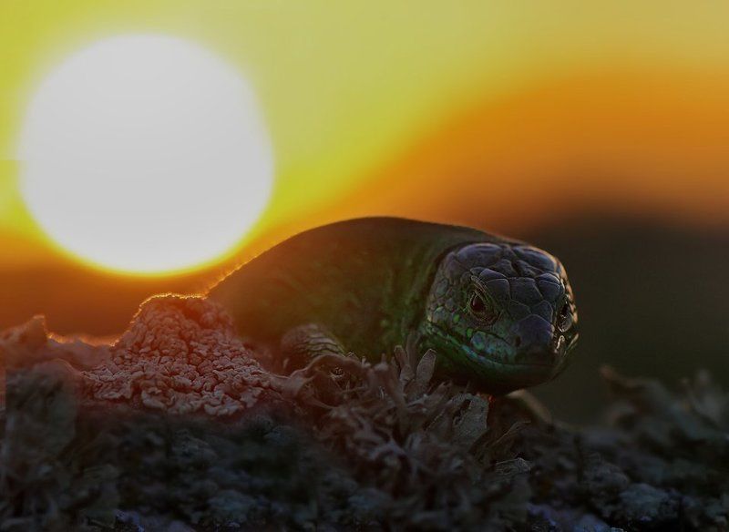 ящерица Украденное солнце....photo preview