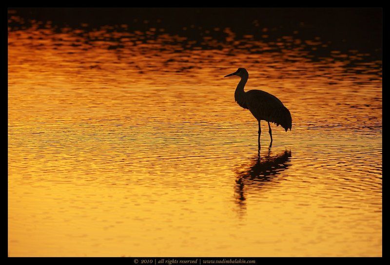 Канадский журавль на закатеphoto preview